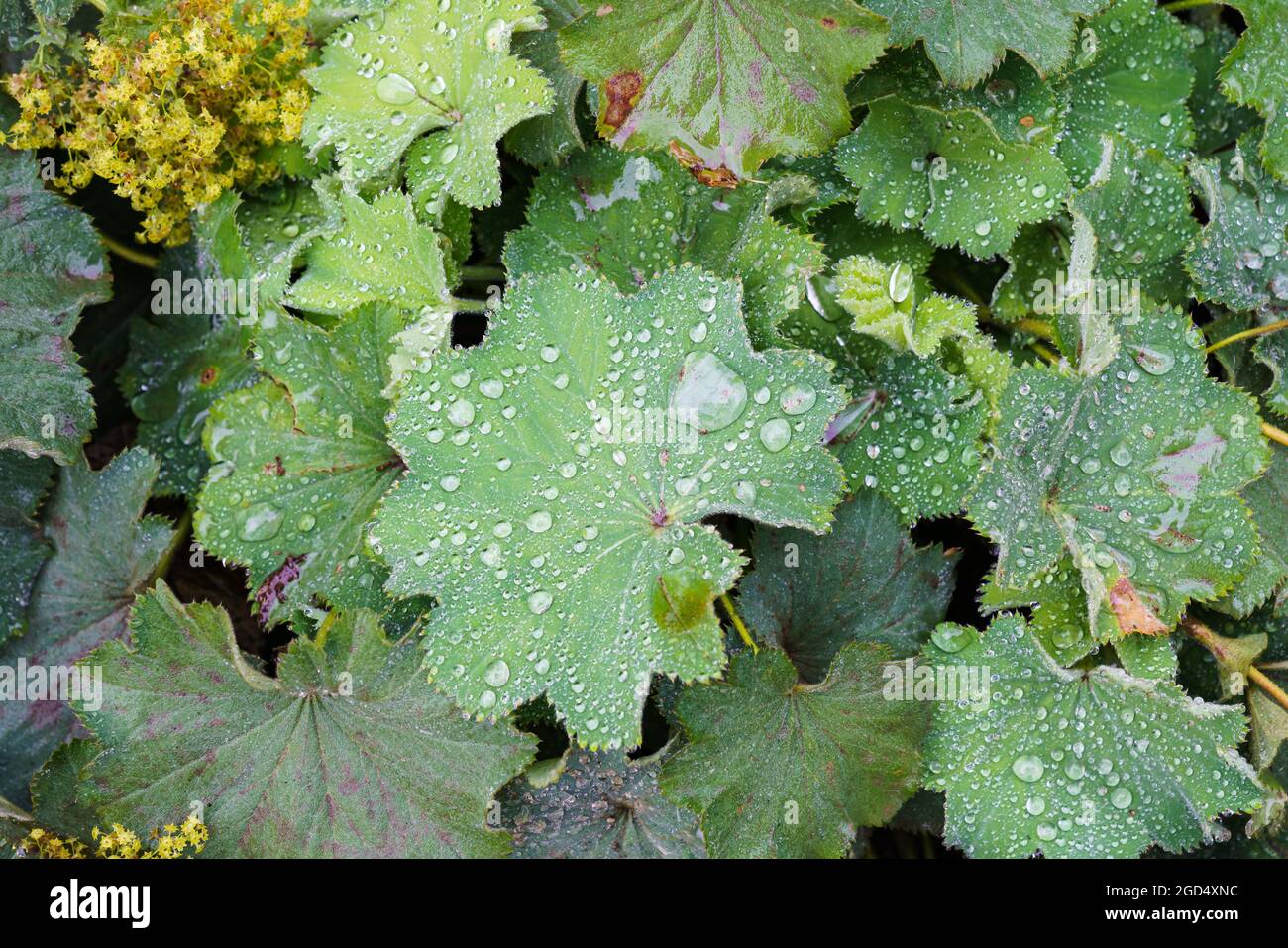 Closeup of Mantle flowers (Alchemilla propinqua) in water drops after rain. Lady's-mantle - perennial garden ornamental plant. Selective focus. Stock Photo