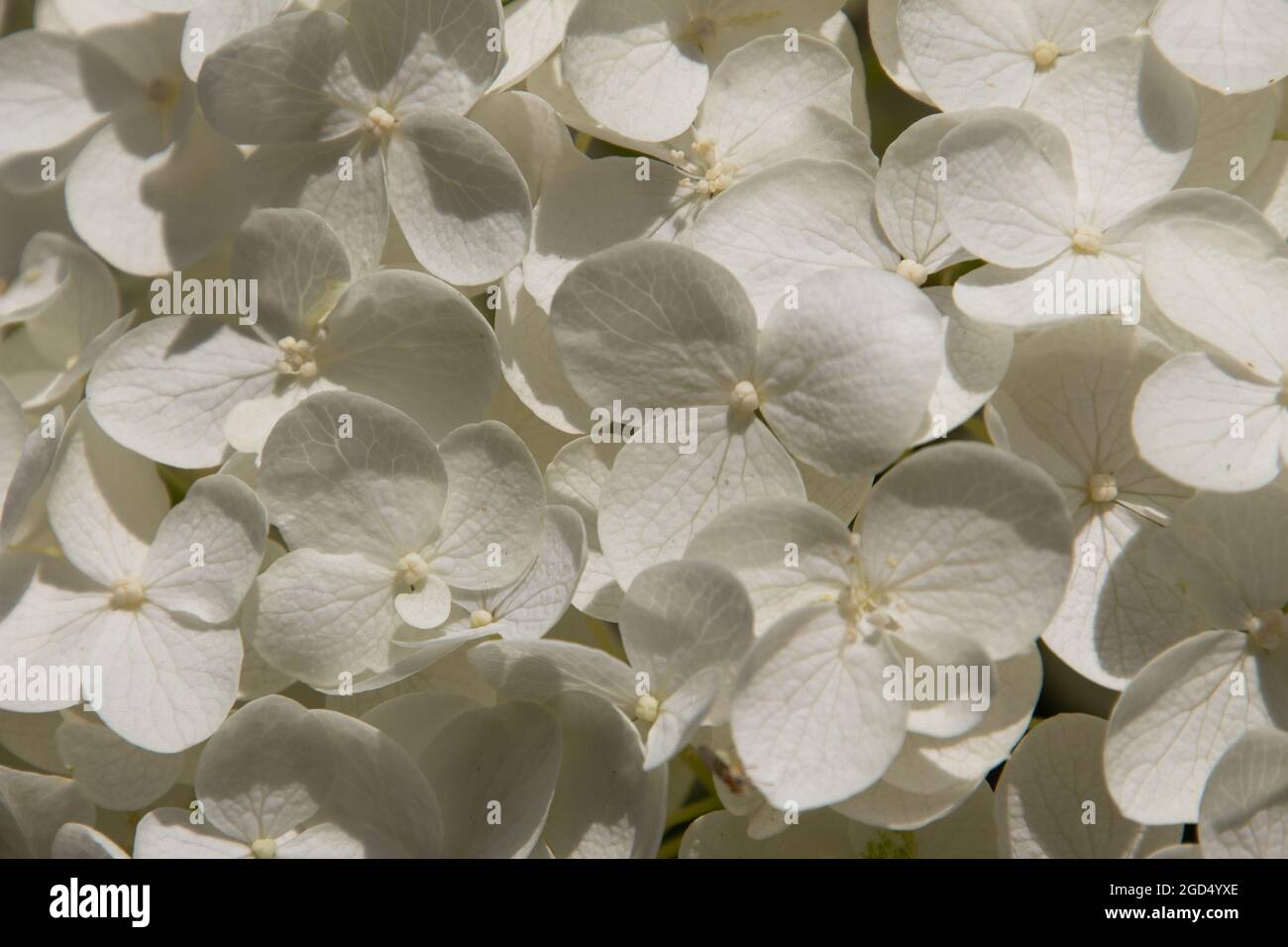 Full frame white floral pattern of a Hydrangea, also called Hydrangea or Hortensie Stock Photo