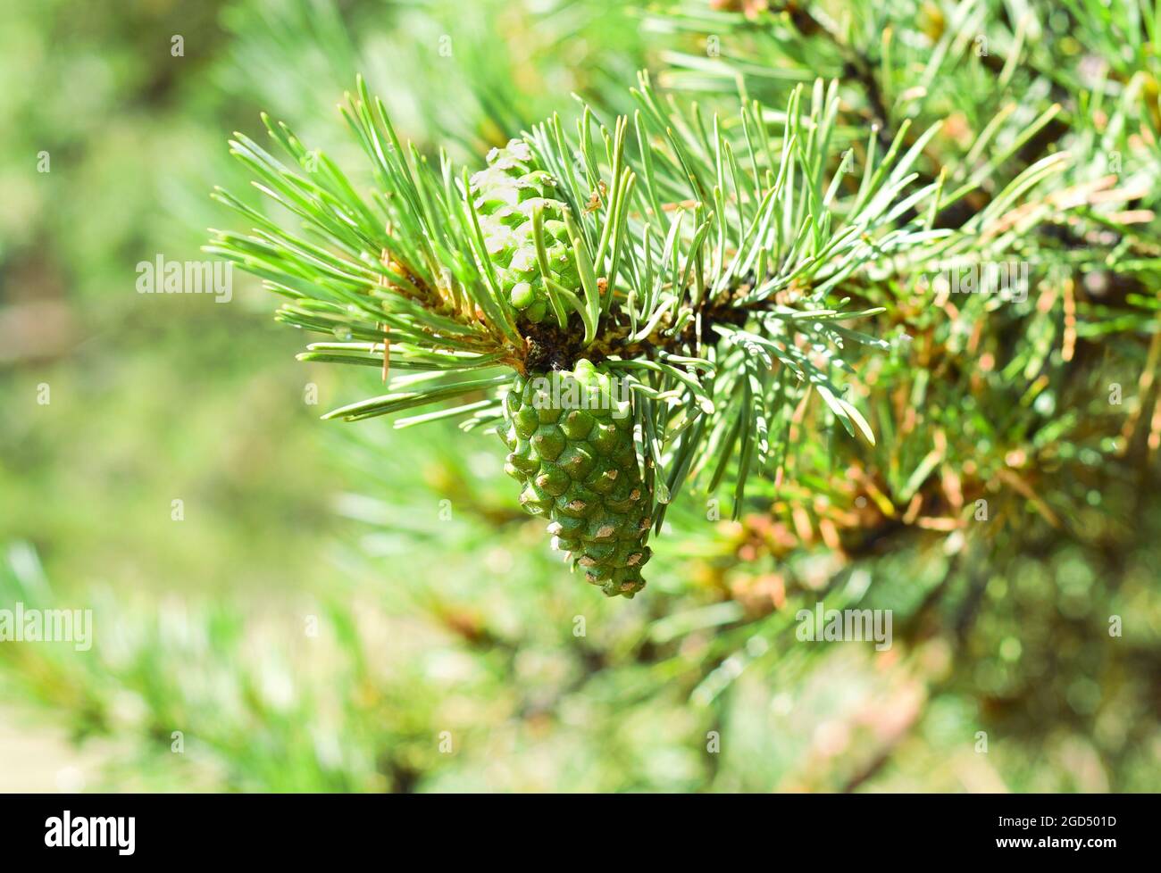 Young cedar cones in the Baikal national park Stock Photo