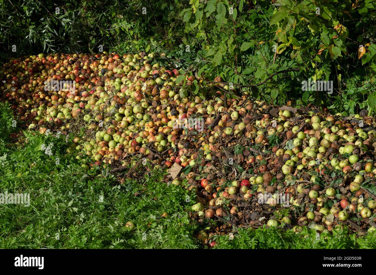 Spoiled apples in a big pile on the outskirts of an orchard in the village Stock Photo