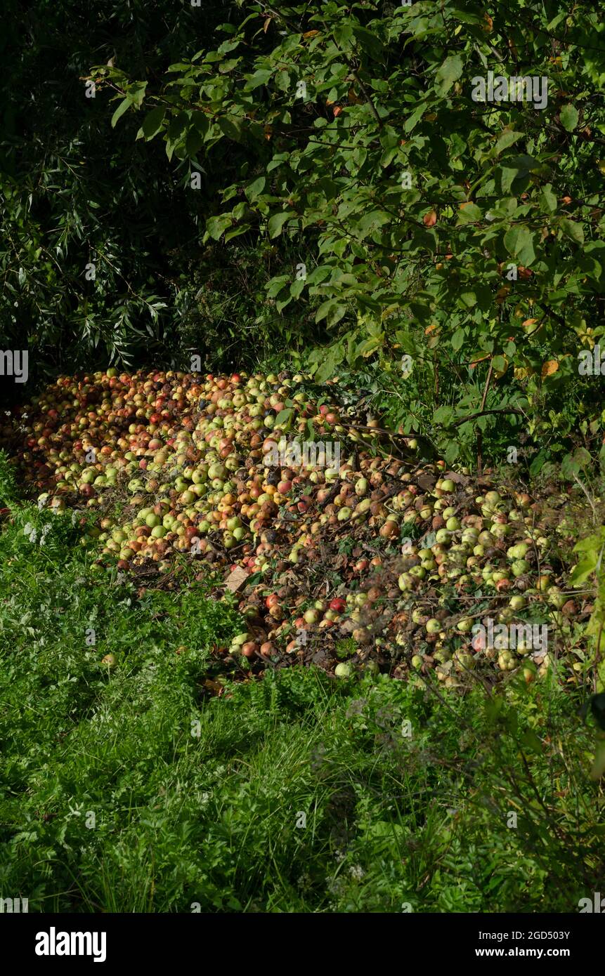 Pile of bad and rotten apples among the grass at the edge of the orchard vertical orientation Stock Photo
