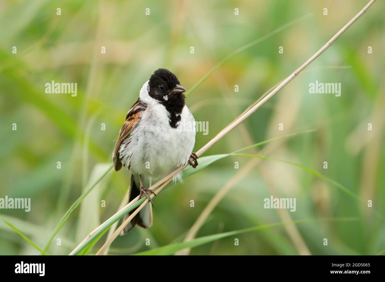 Common reed bunting perched on a reed in Rainham marshes nature reserve ...