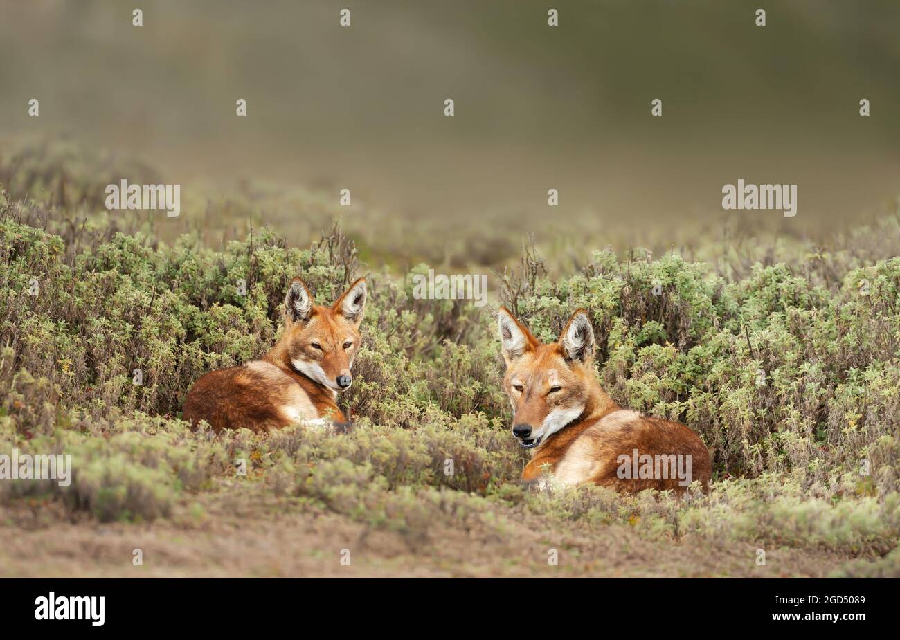 Close up of two rare and endangered Ethiopian wolves (Canis simensis) lying on grass, Bale mountains, Ethiopia. Stock Photo