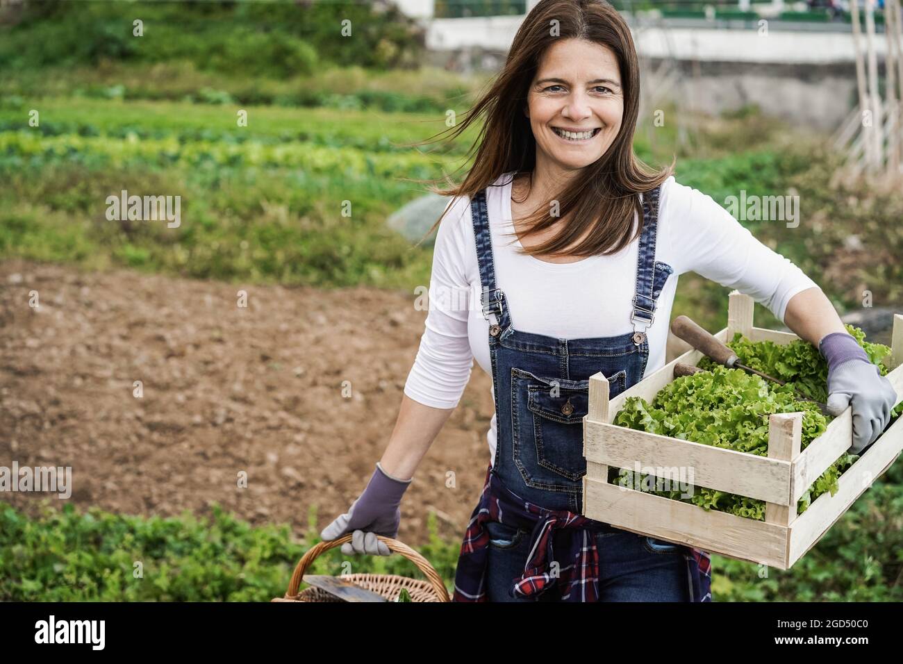 Mature farmer woman working at home garden picking up organic lettuce ...