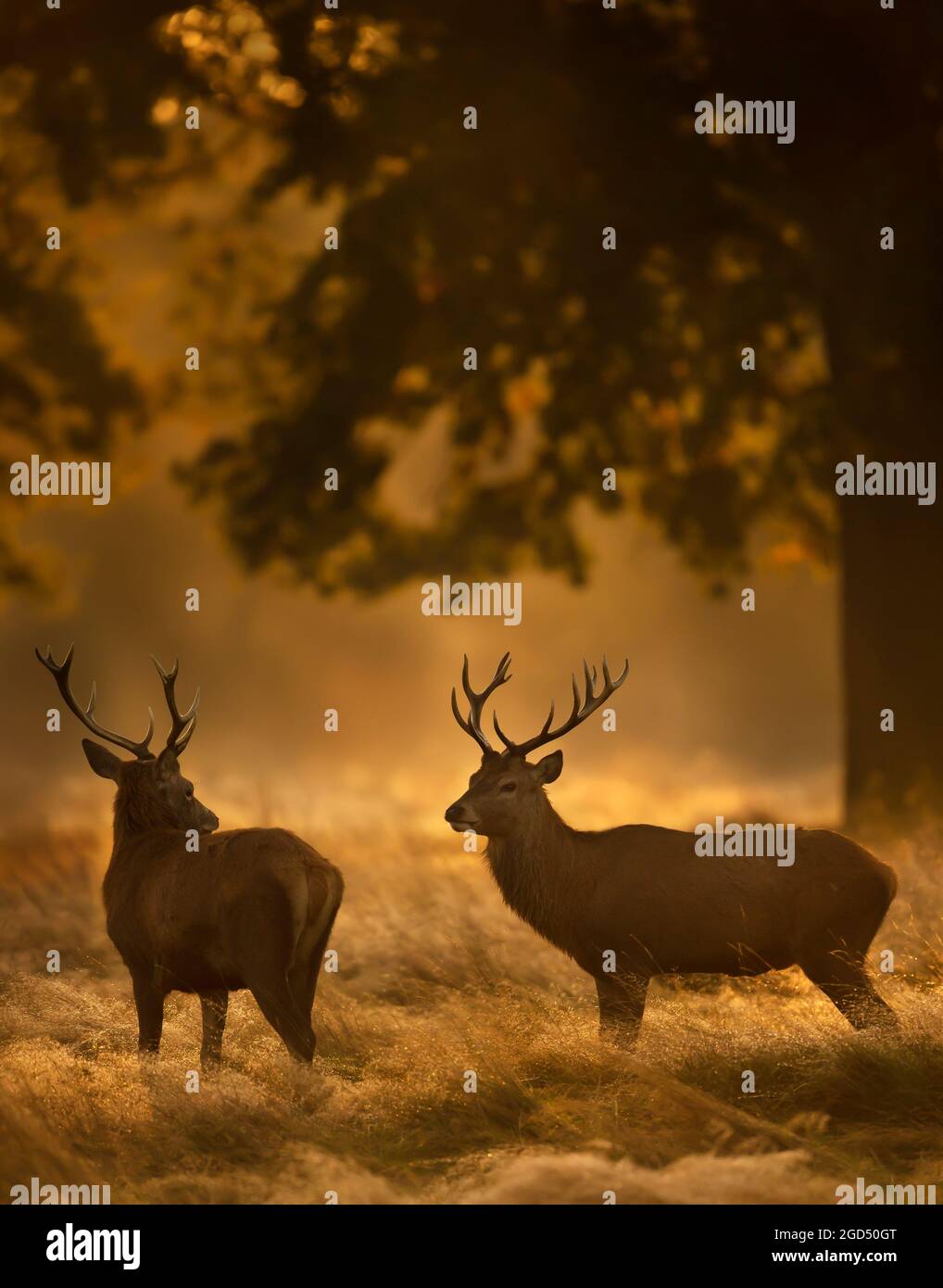 Red deer (Cervus elaphus) stags on an early autumn morning, UK. Stock Photo