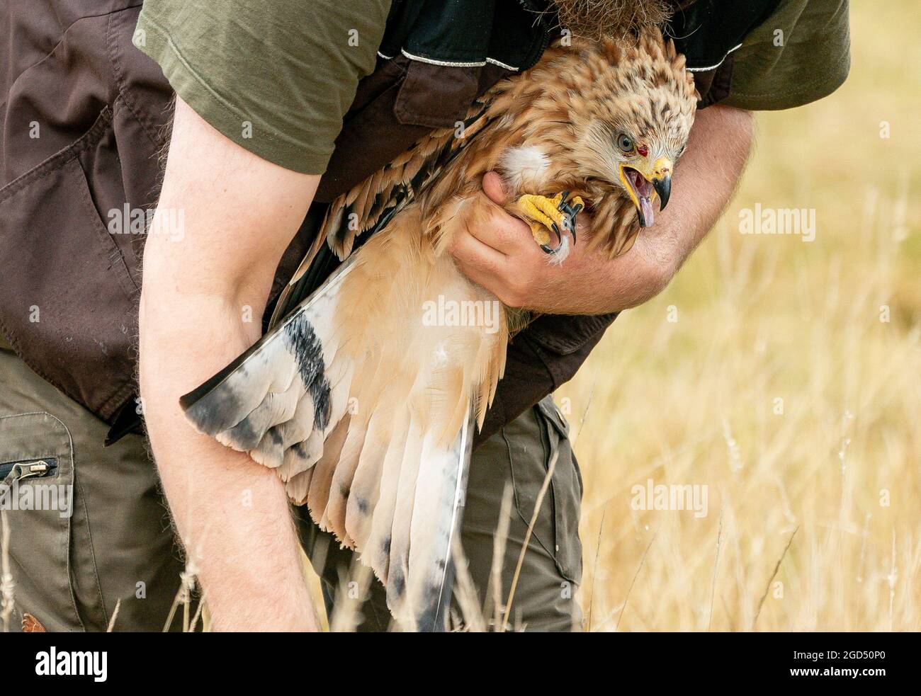 Kites nest hi-res stock photography and images - Alamy