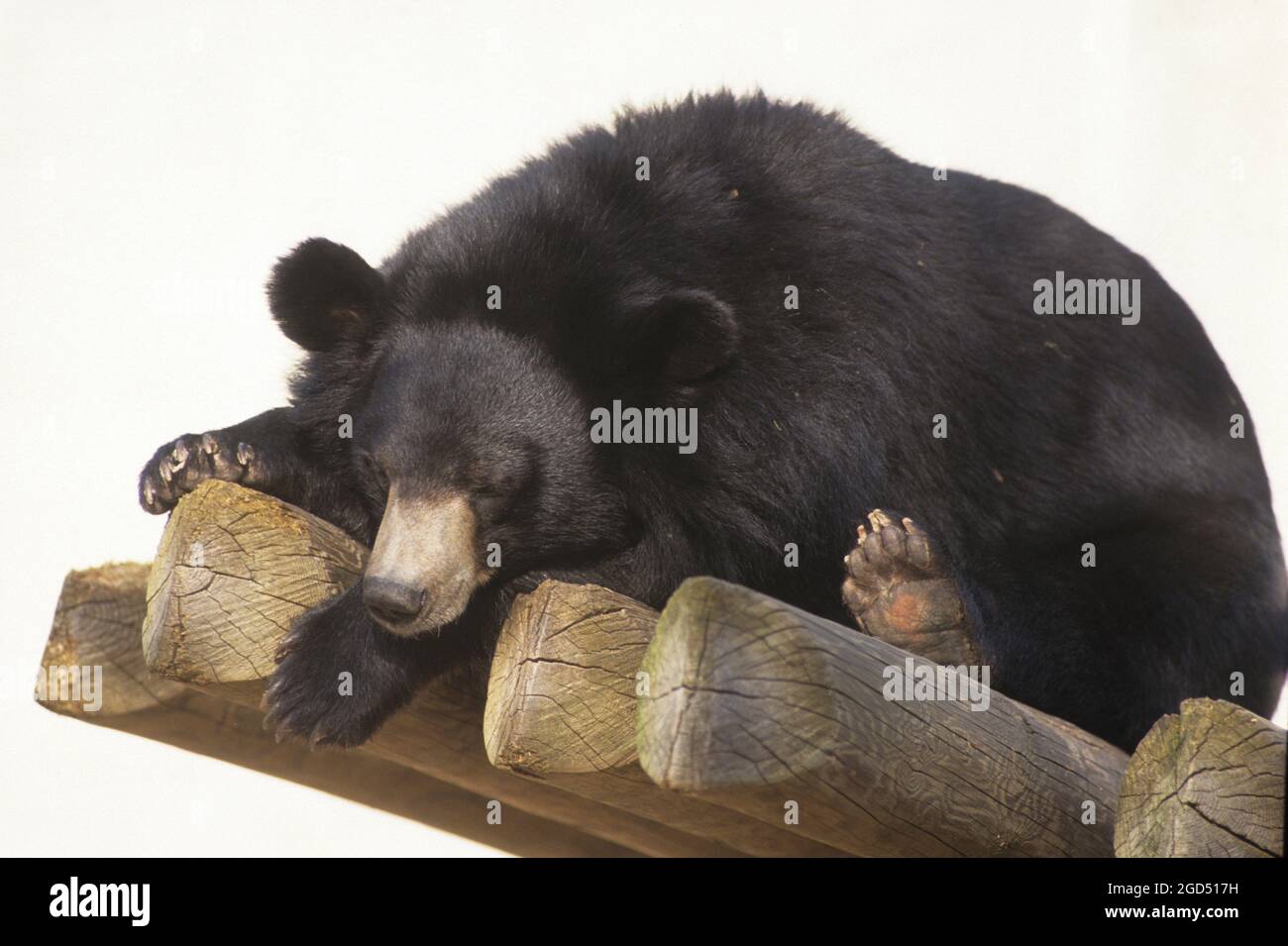 Asian black bear (Ursus thibetanus), also known as the Asiatic black bear, moon bear and white-chested bear, is a medium-sized bear species native to Stock Photo