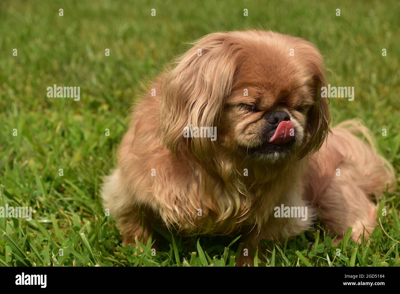 Cute ginger pekingese puppy dog licking the tip of her nose with her tongue  Stock Photo - Alamy