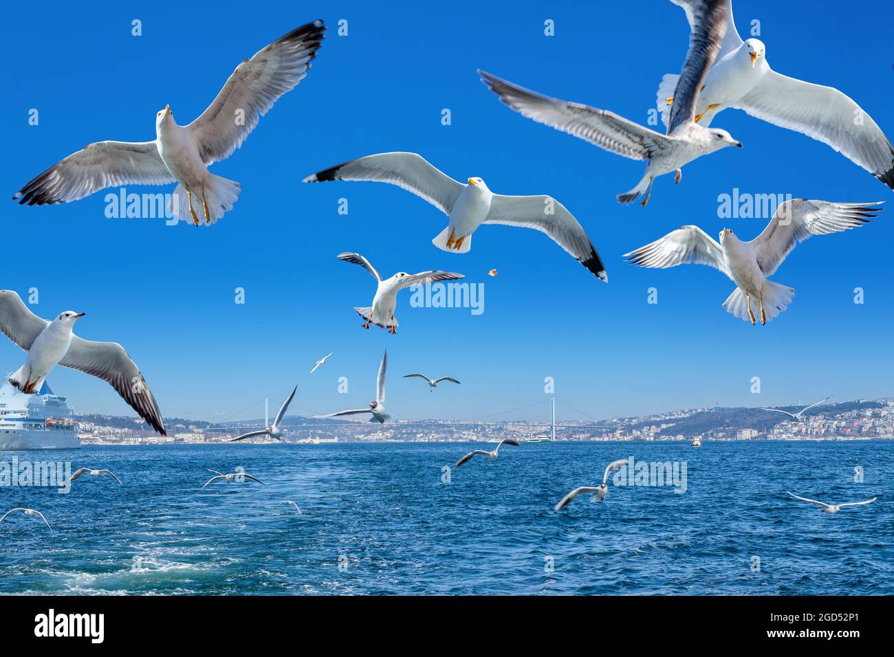 Seagulls following the ferry, Bosphorus bridge and cityscape, Istanbul - Turkey Stock Photo