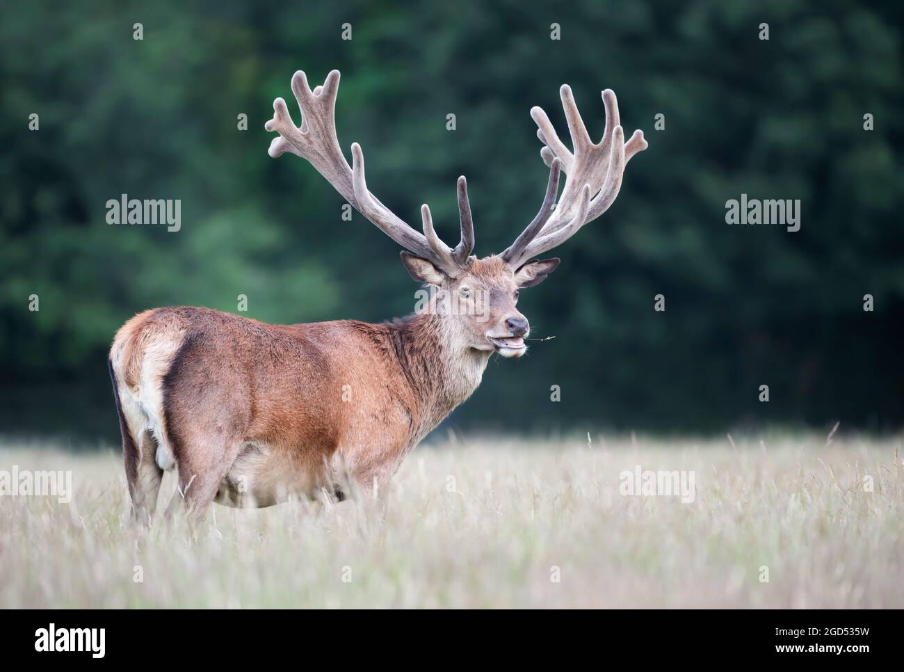 Portrait of a red deer stag with large velvet antlers in summer, United Kingdom. Stock Photo