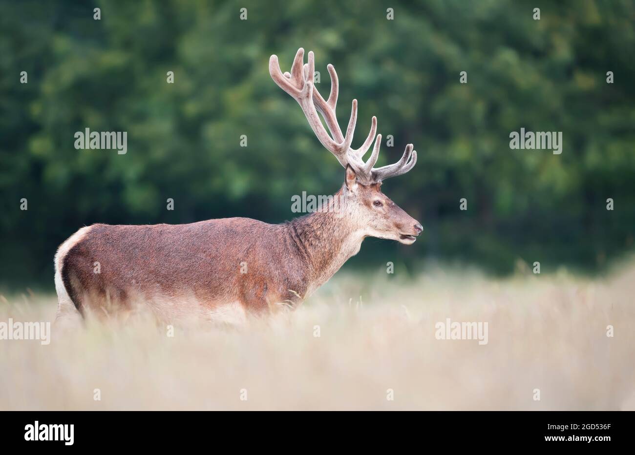 Close up of a red deer stag with velvet antlers in summer, United Kingdom. Stock Photo