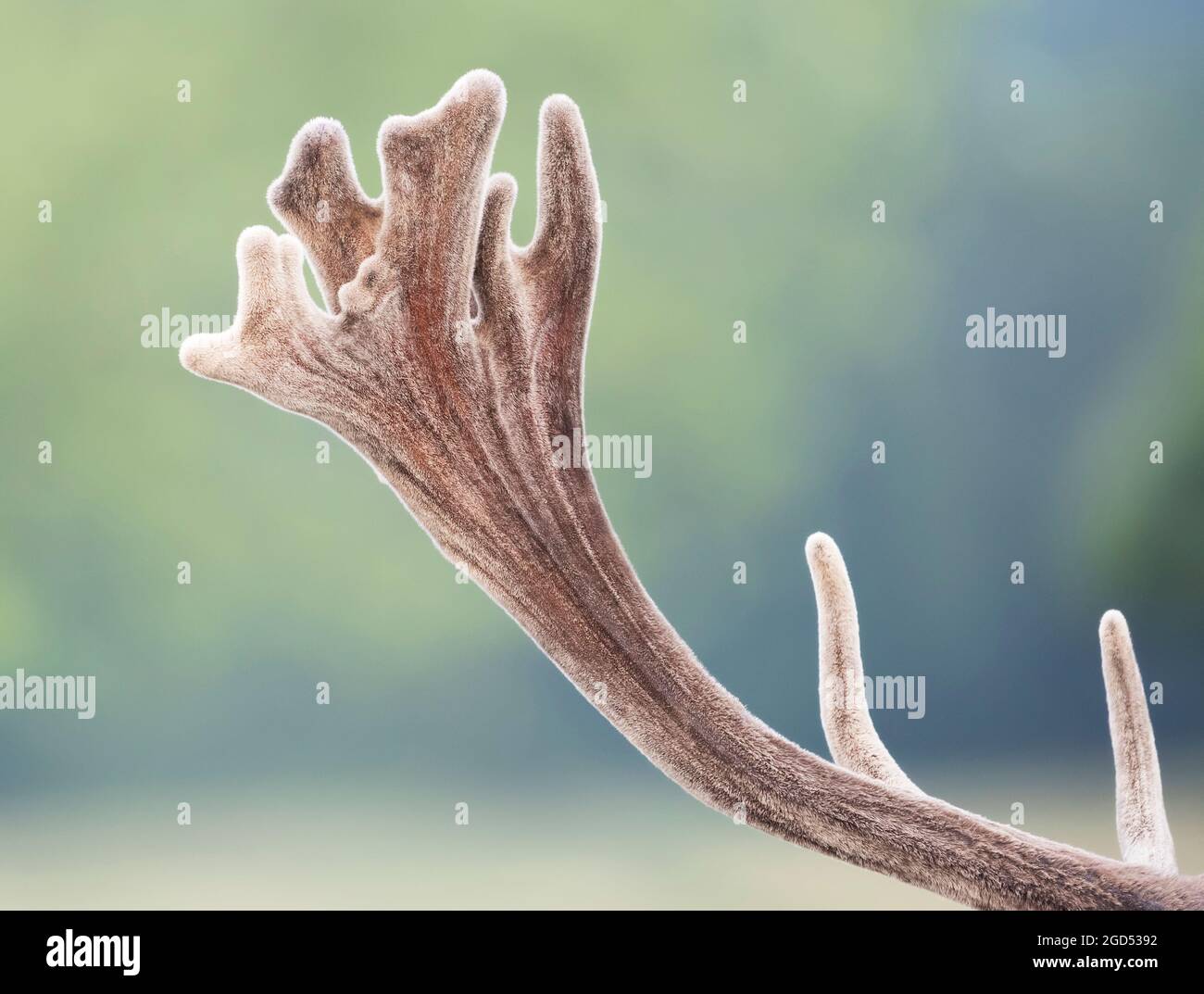 Close up of red deer antlers covered in a furry skin called velvet during summer month. Stock Photo