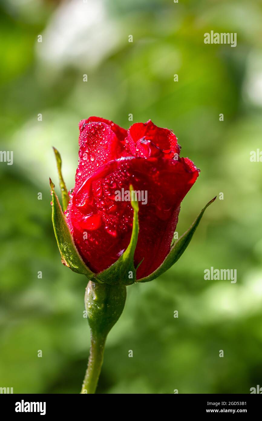 wet red rose with water drops closer Stock Photo