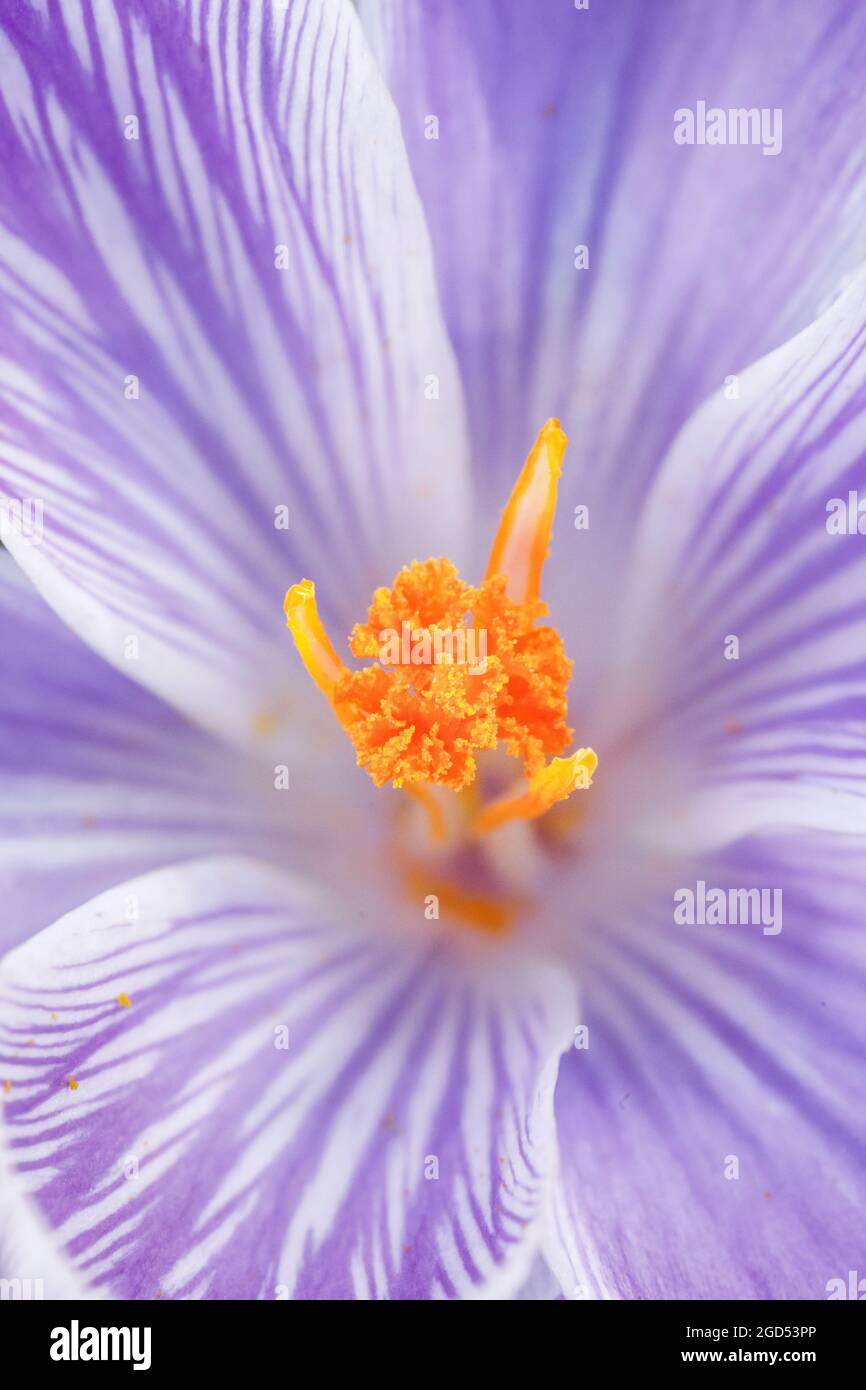 botany, crocus in the spring, NO-EXCLUSIVE-USE FOR FOLDING-CARD-GREETING-CARD-POSTCARD-USE Stock Photo