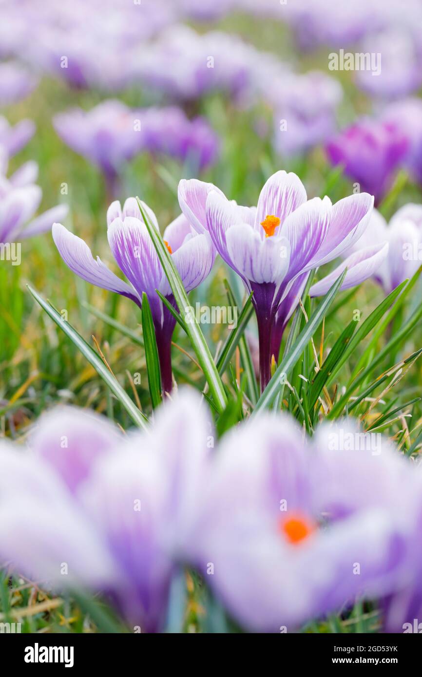botany, crocus in the spring, NO-EXCLUSIVE-USE FOR FOLDING-CARD-GREETING-CARD-POSTCARD-USE Stock Photo