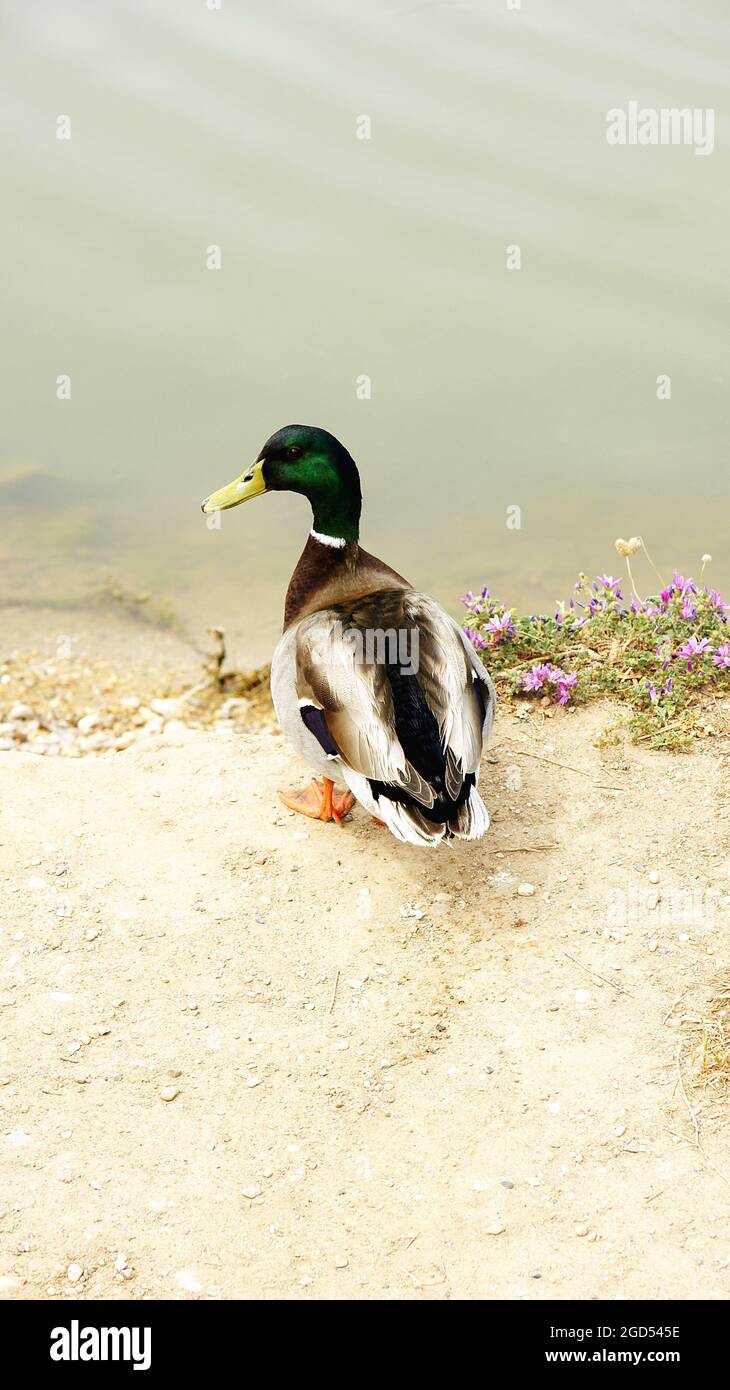 Duck on the bank of the river Foix in the Cubelles fluvial park in Barcelona, Catalunya, Spain, Europe Stock Photo