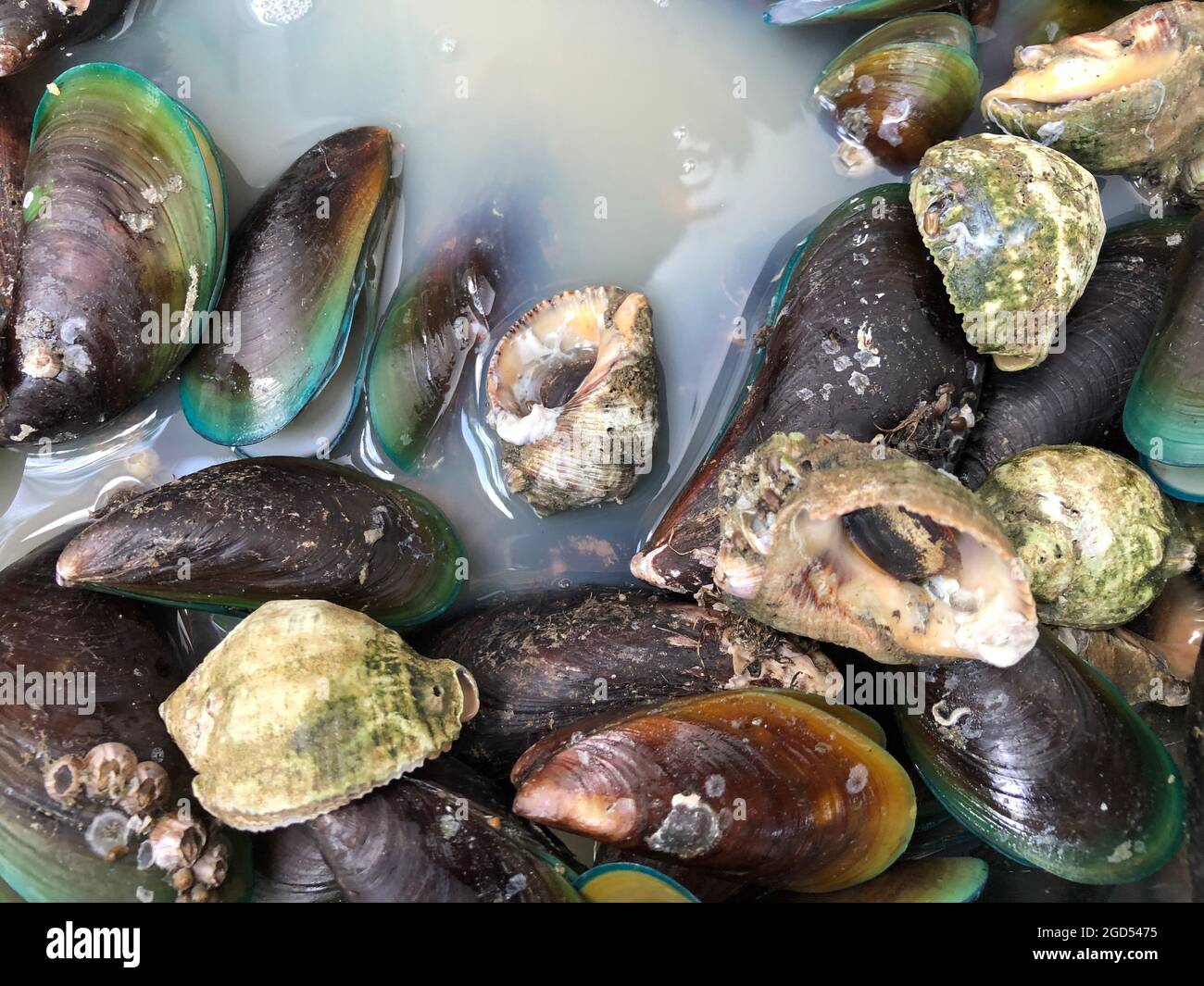 Closeup view of fresh frozen mussel meat Stock Photo Alamy