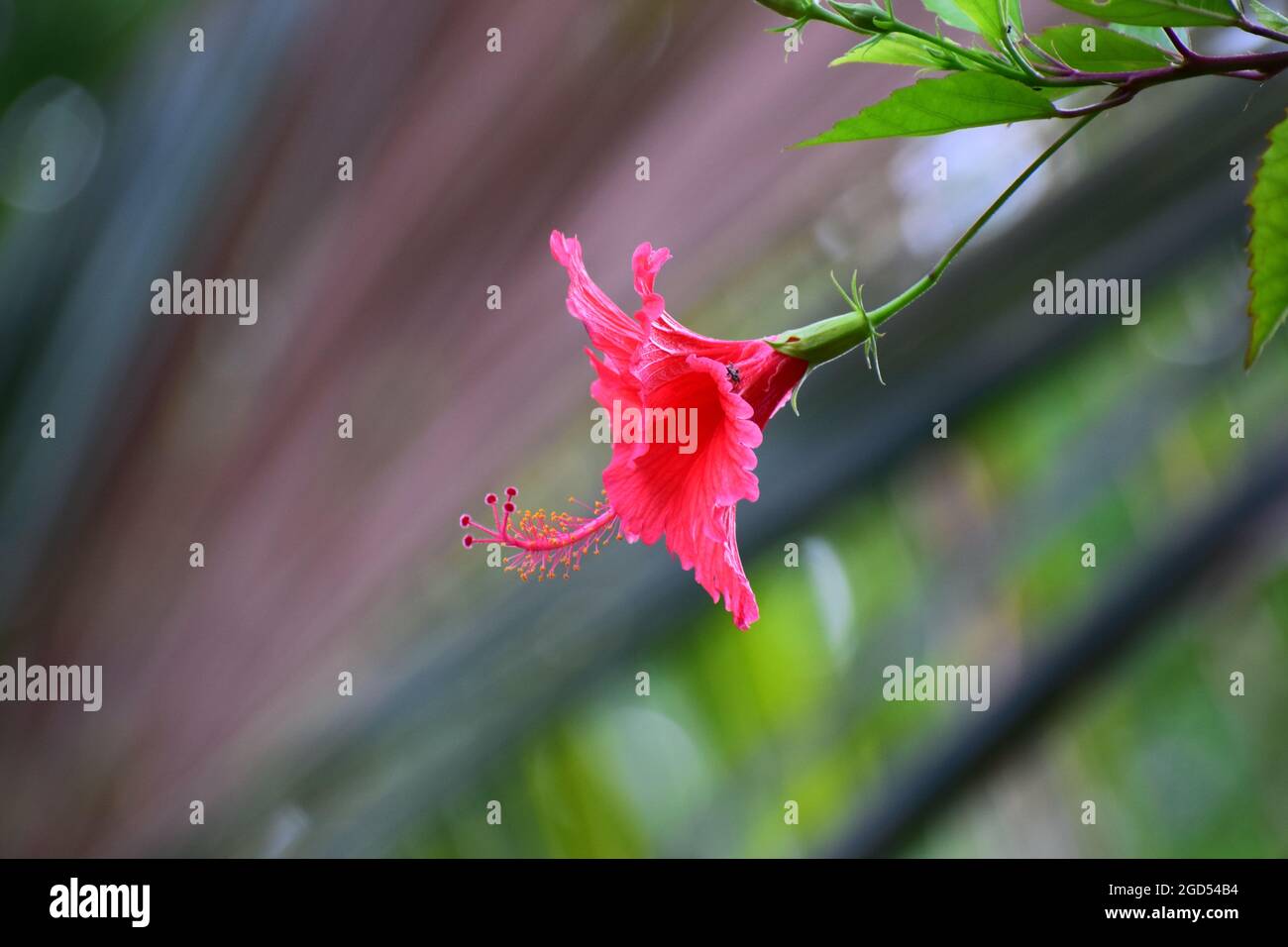 Hibiscus shoe flower Stock Photo Alamy
