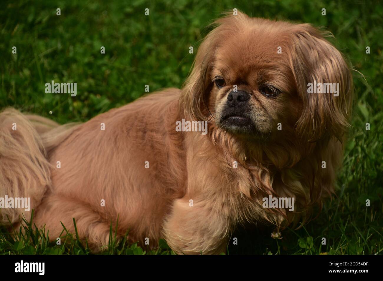 brown pekingese