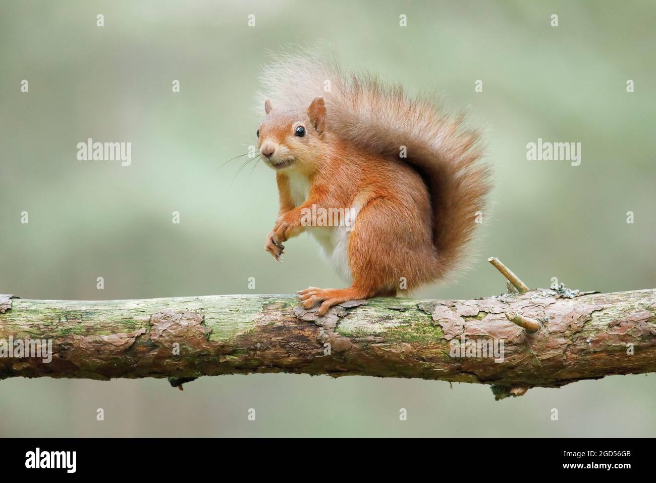 zoology, mammal (mammalia), squirrel (Sciurus vulgaris), NO-EXCLUSIVE-USE FOR FOLDING-CARD-GREETING-CARD-POSTCARD-USE Stock Photo