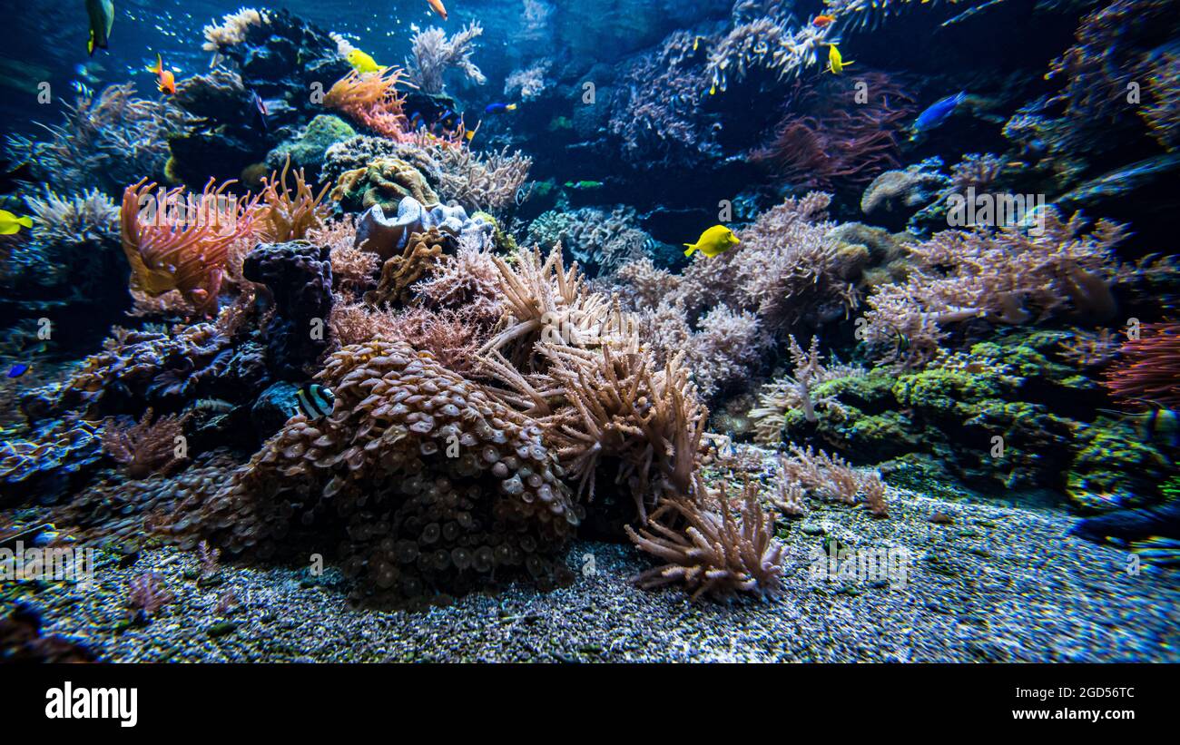 Coral colony and coral fish. Underwater view Stock Photo - Alamy