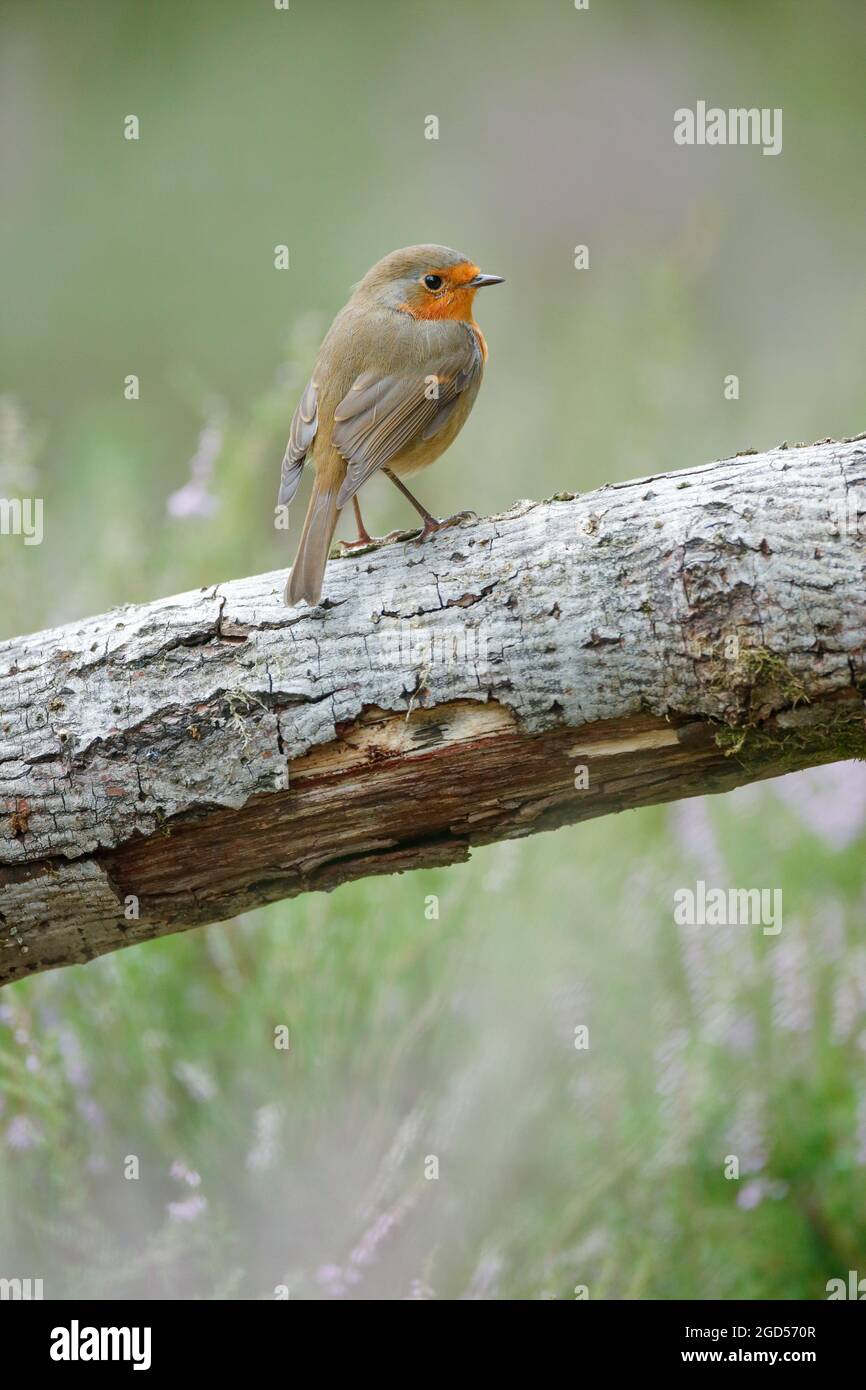 zoology, birds (Aves), redbreast (Erithacus rubecula), NO-EXCLUSIVE-USE FOR FOLDING-CARD-GREETING-CARD-POSTCARD-USE Stock Photo