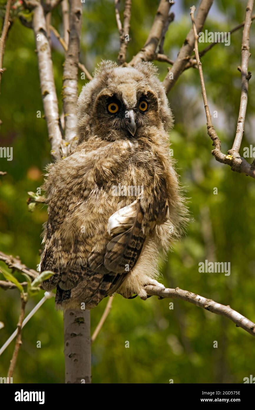 Long-eared Owl (Asio otus) in a tree. This owl inhabits woodland near open country throughout the northern hemisphere. It is strictly nocturnal and fe Stock Photo