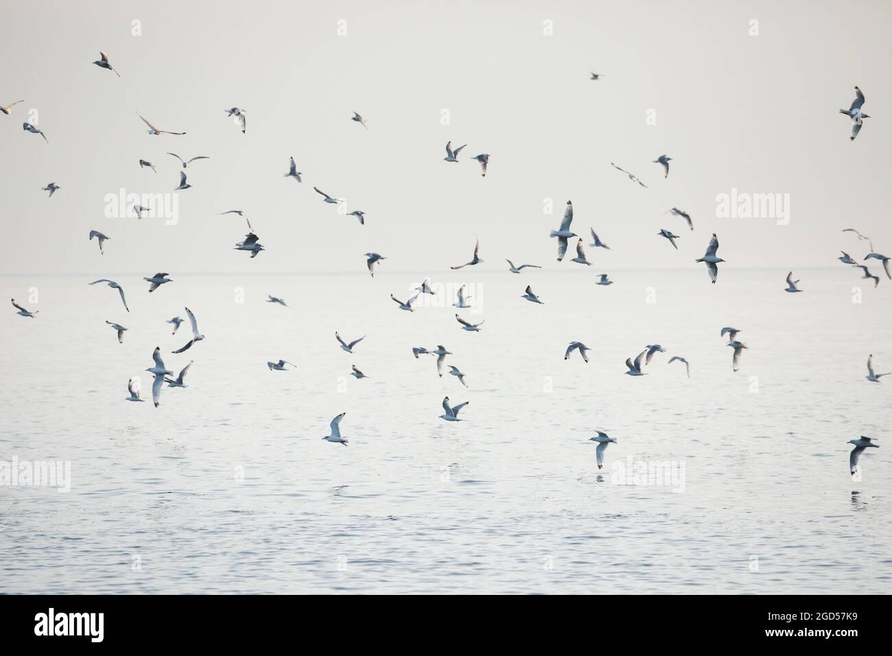 zoology, birds (Aves), gull bevy, Scotland, NO-EXCLUSIVE-USE FOR FOLDING-CARD-GREETING-CARD-POSTCARD-USE Stock Photo