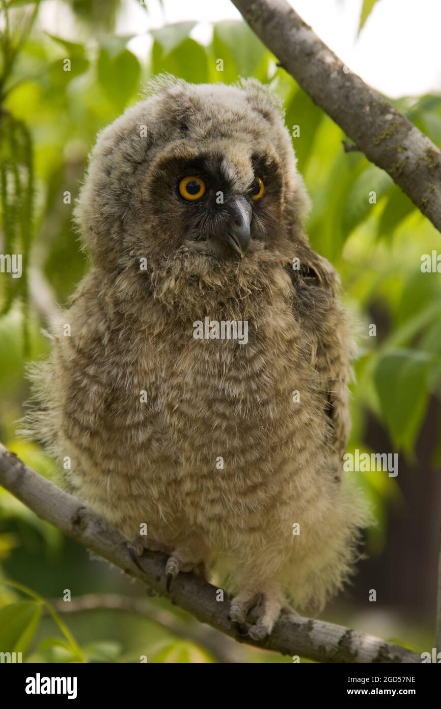 Long-eared Owl (Asio otus) in a tree. This owl inhabits woodland near open country throughout the northern hemisphere. It is strictly nocturnal and fe Stock Photo