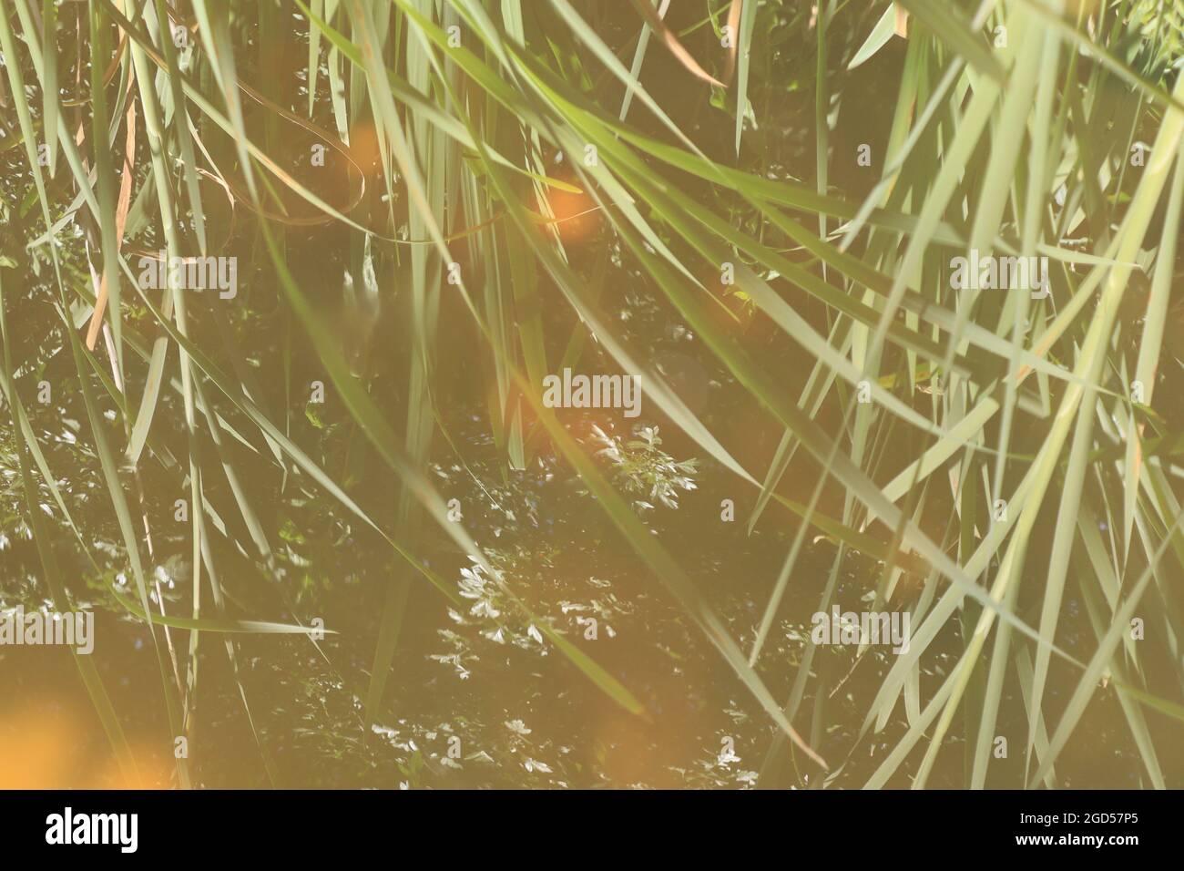 Reflection in water of messy reed bed Stock Photo