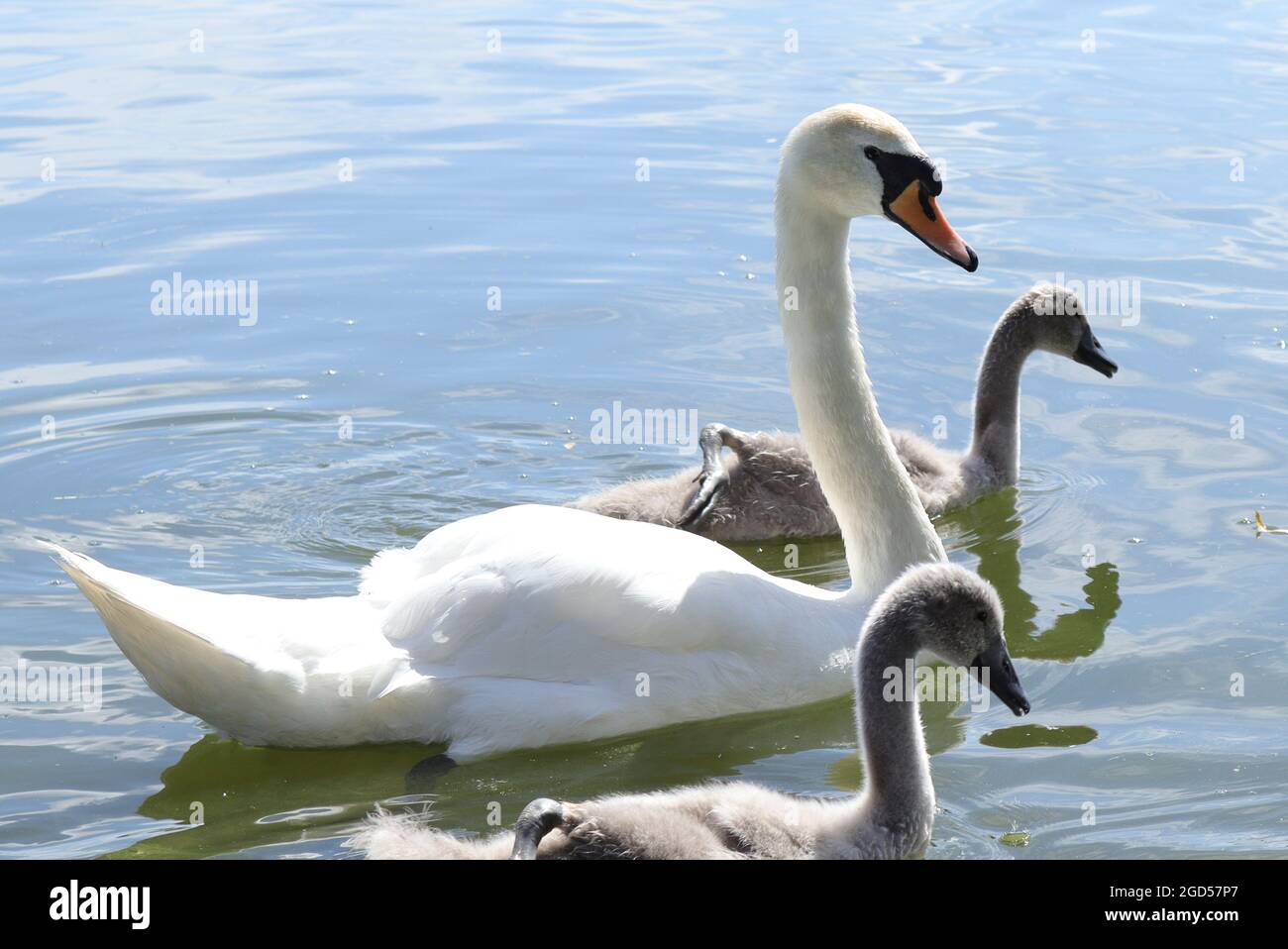Swan and swanlings/cygnets on clear blue rippling water Stock Photo