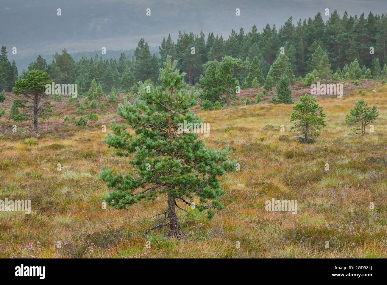 P sylvestris hi-res stock photography and images - Alamy