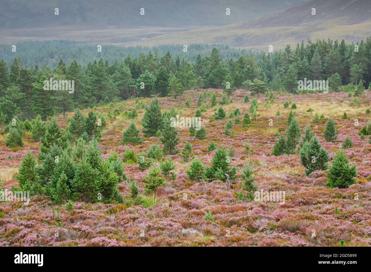 geography / travel, Great Britain, Scotland, Scots pine and heath, Cairngorms n. P., NO-EXCLUSIVE-USE FOR FOLDING-CARD-GREETING-CARD-POSTCARD-USE Stock Photo