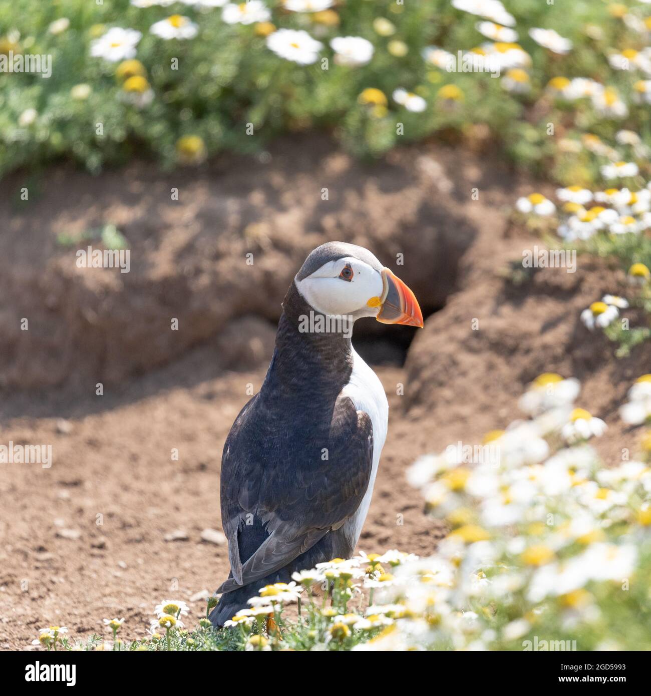 A puffin (Fratercula arctica) outside its burrow on the island of Skomer, Pembrokshire, Wales. Stock Photo