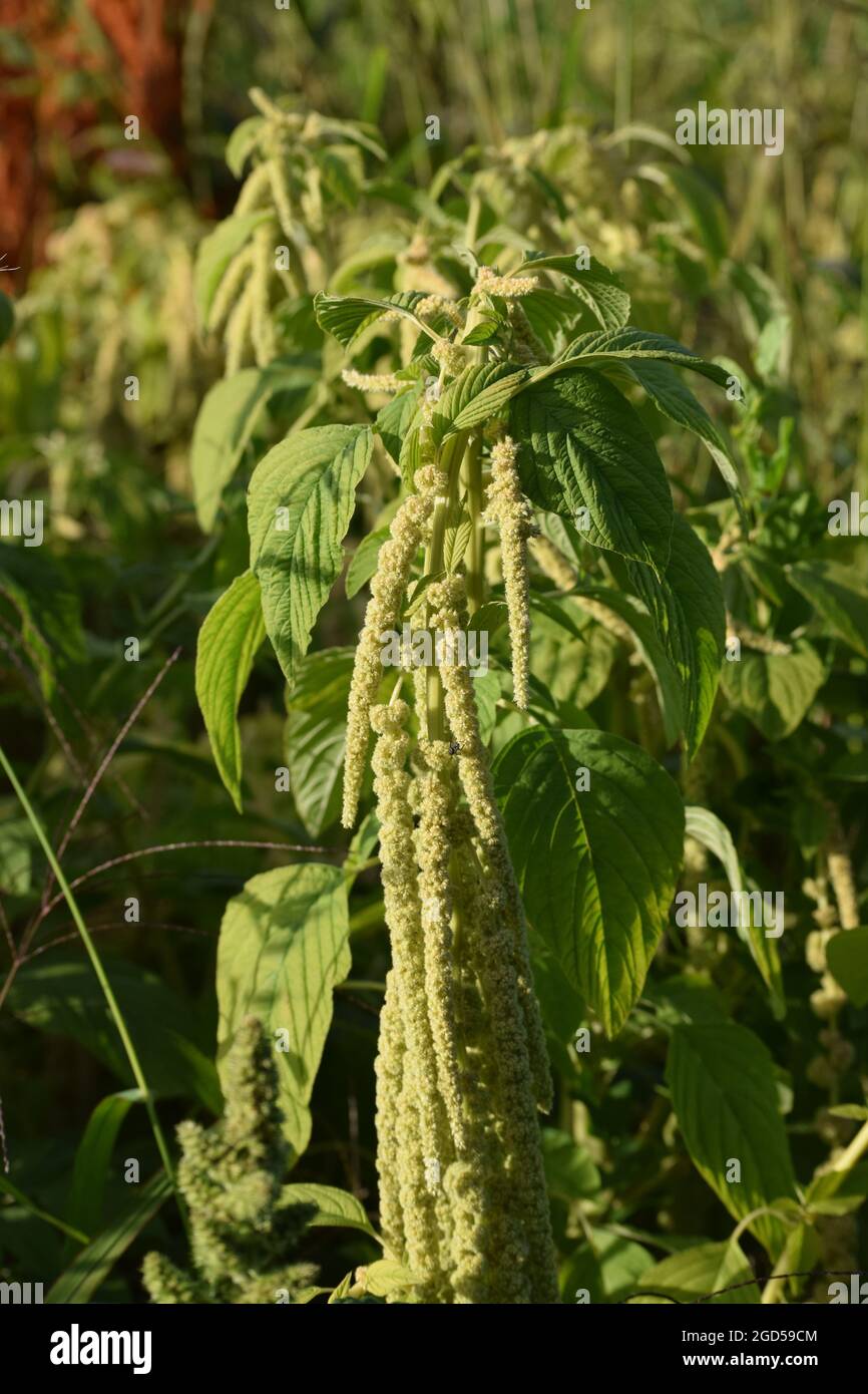 Tassel flower hires stock photography and images Alamy