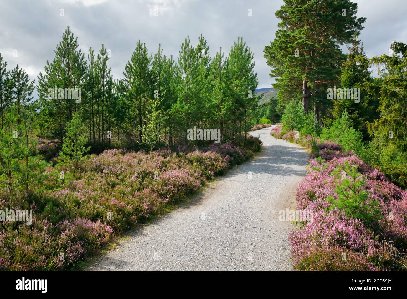 geography / travel, Great Britain, Scotland, gravel path in the Caringorms n. P., NO-EXCLUSIVE-USE FOR FOLDING-CARD-GREETING-CARD-POSTCARD-USE Stock Photo