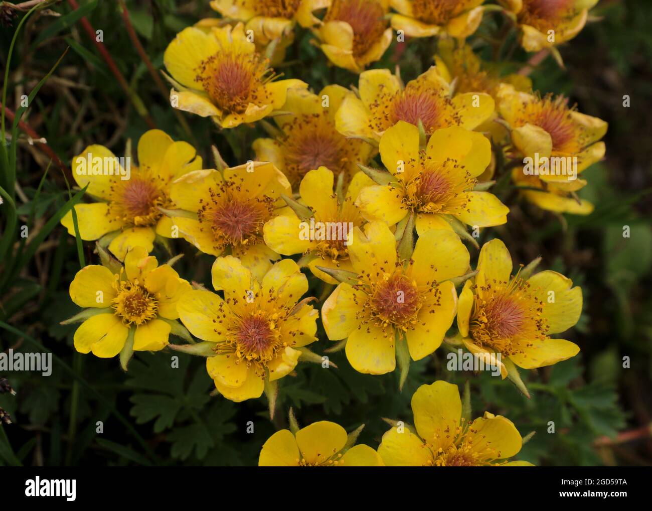 Yellow wildflowers growing in the Pizol region, Swiss Alps. Potentilla. Stock Photo