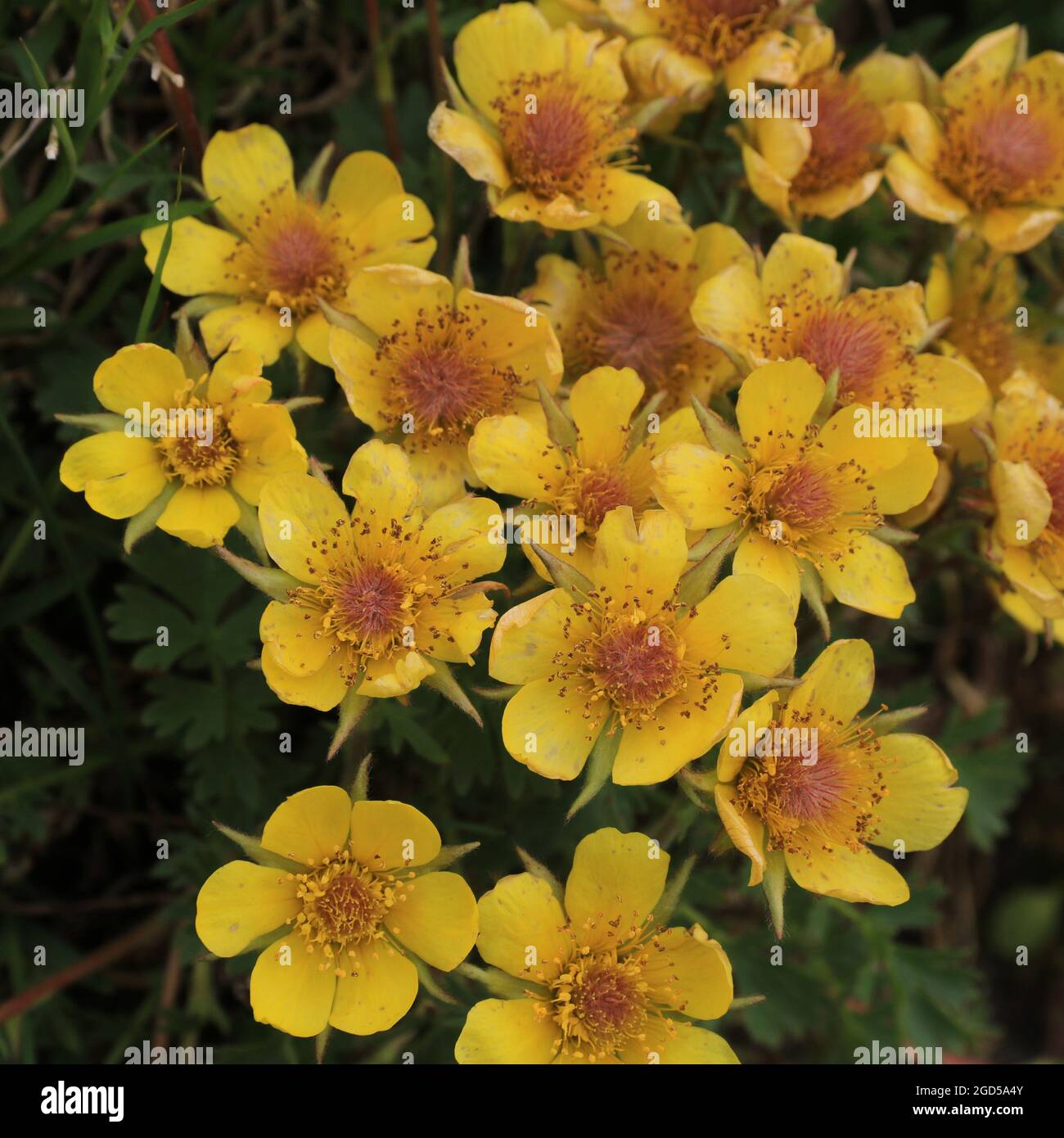 Yellow potentilla growing high up in the Swiss Alps. Seen near Pizol, St Gallen. Stock Photo