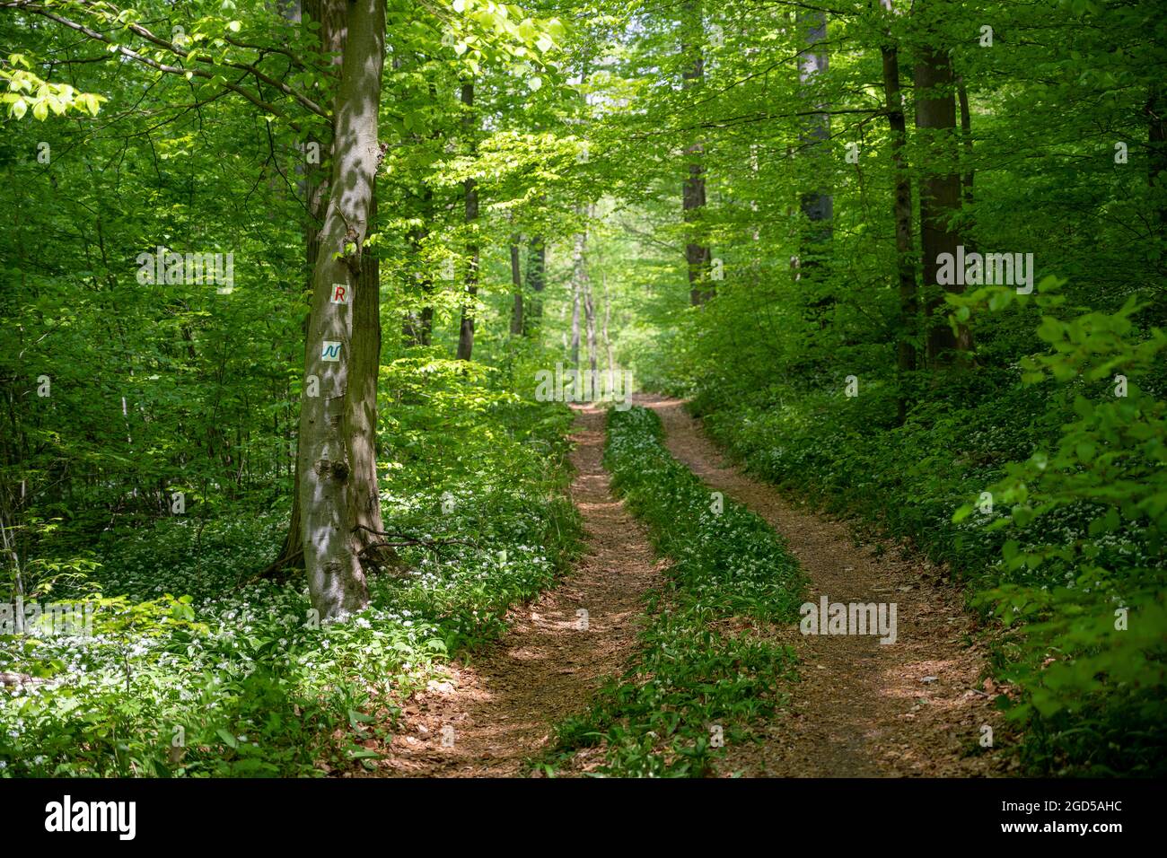 geography / travel, Germany, Baden-Wuerttemberg, Mosbach, Neckarsteig in the Diedesheim forest, ADDITIONAL-RIGHTS-CLEARANCE-INFO-NOT-AVAILABLE Stock Photo