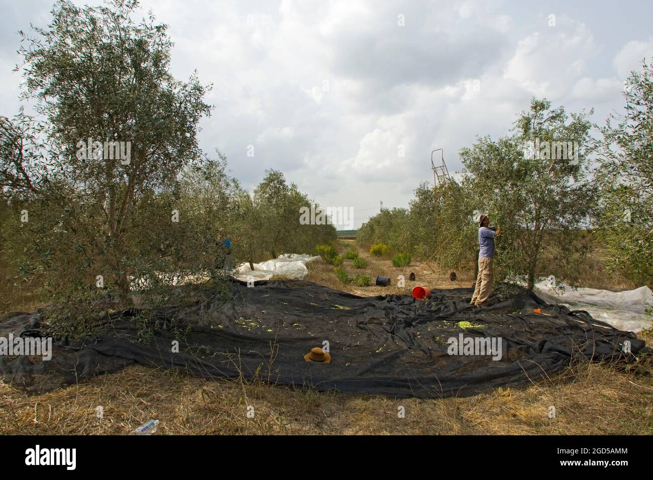 Picking Olives in an olive grove. Photographed in Israel. The usual method is to place a cloth under the tree and then hit the branches. The ripe oliv Stock Photo