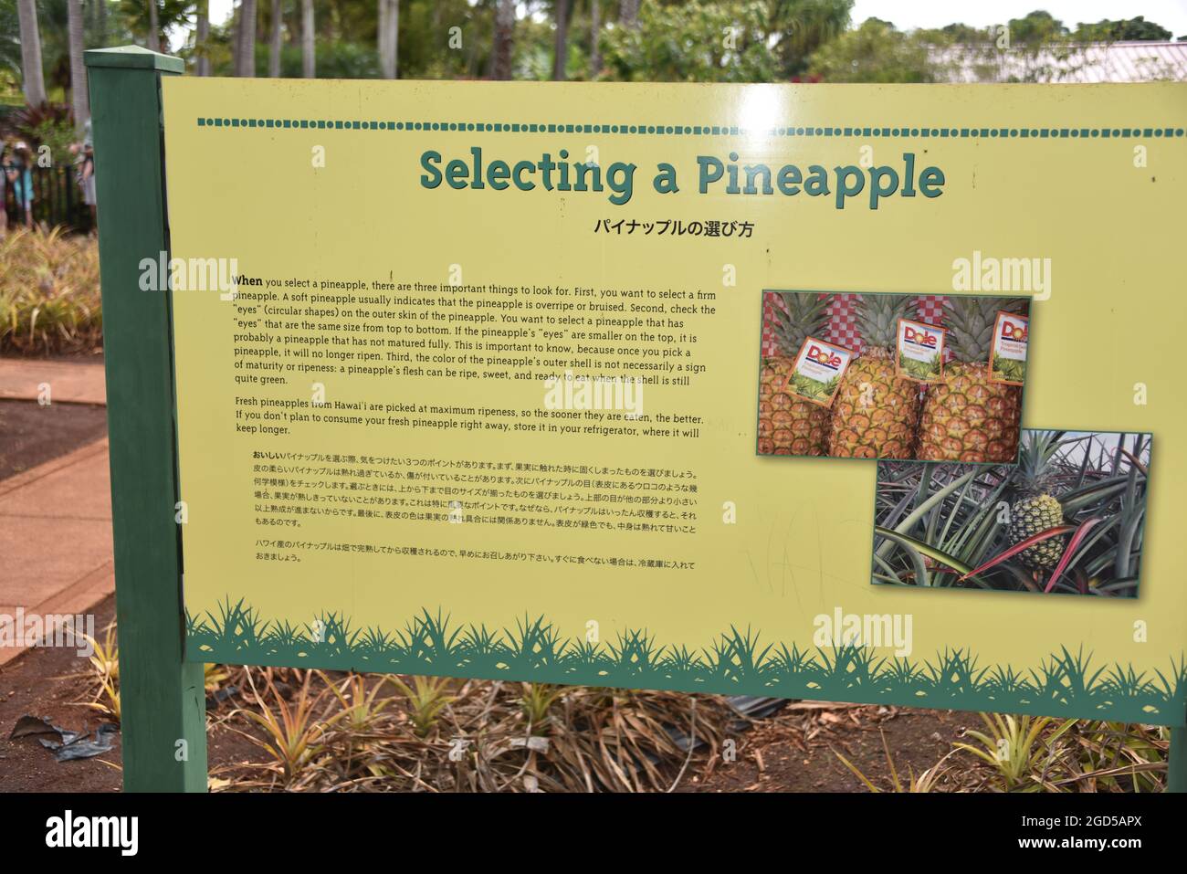 Oahu HI U.S.A. 6/3&6/2021. Dole Plantation. Gardens. Pineapple Express
