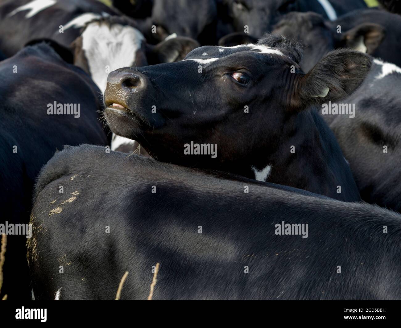 Cattle grouped together, Longridge North, Southland, New Zealand Stock