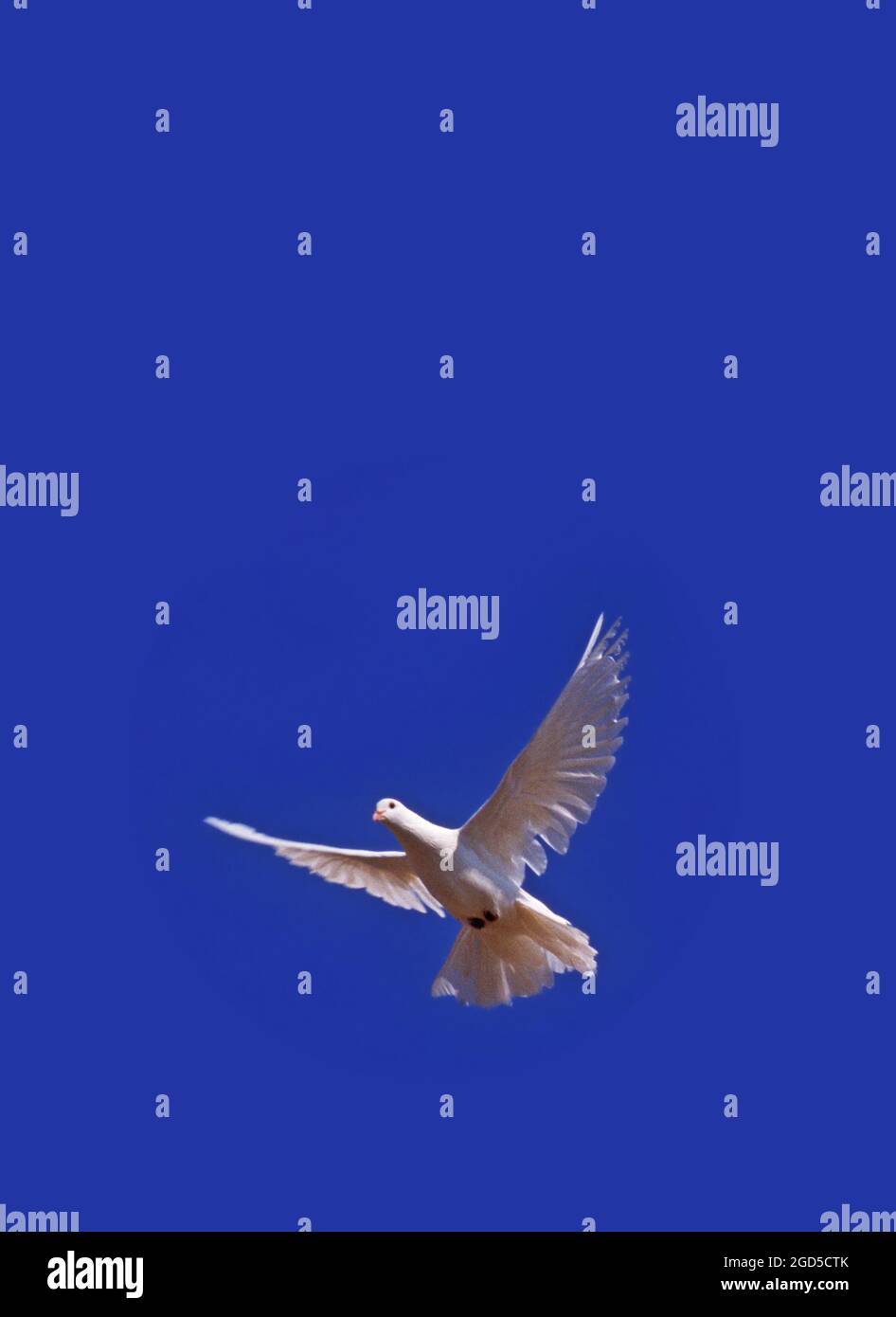 A hand sends off a Flying white dove on blue sky background. A White dove is a symbol of peace Stock Photo