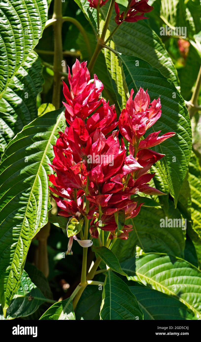 Brazilian red cloack flowers (Megaskepasma erythrochlamys), Diamantina, Brazil Stock Photo