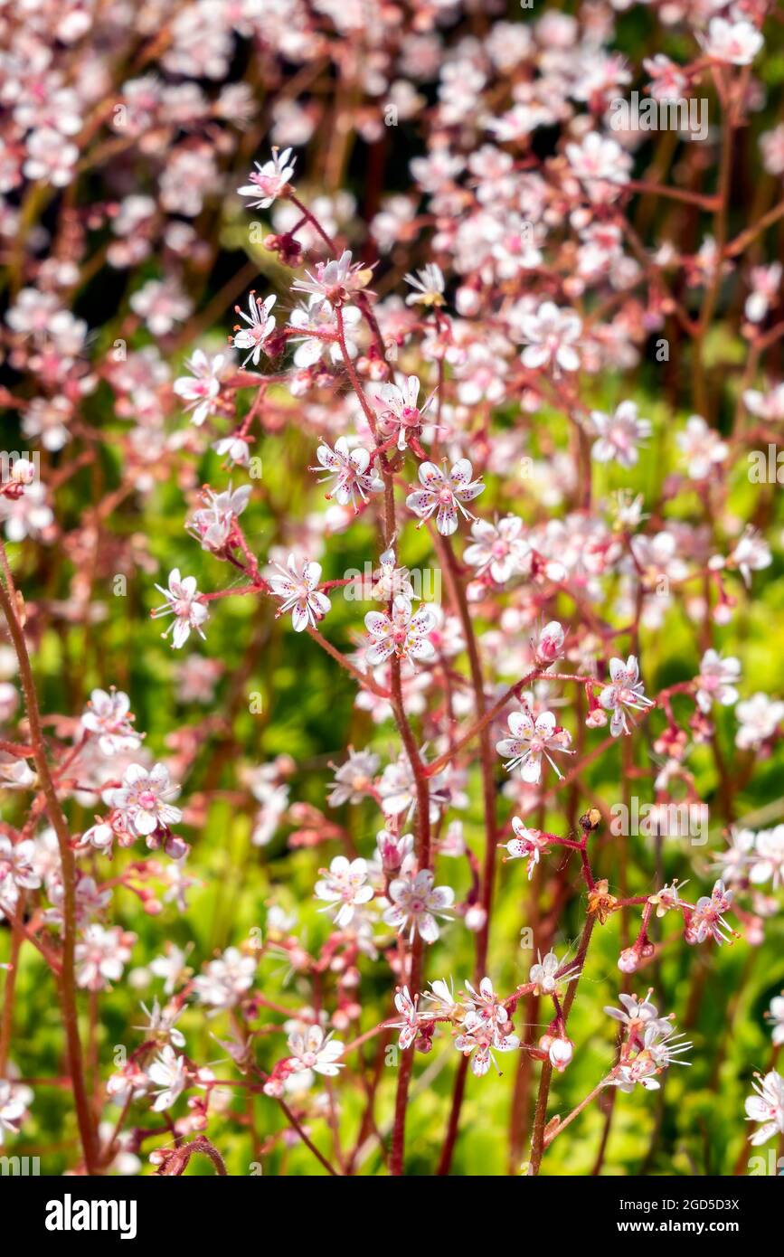 Saxifraga X Urbium London Pride Hi res Stock Photography And Images Alamy Saxifraga X Urbium London Pride Hi res Stock Photography And Images Alamy