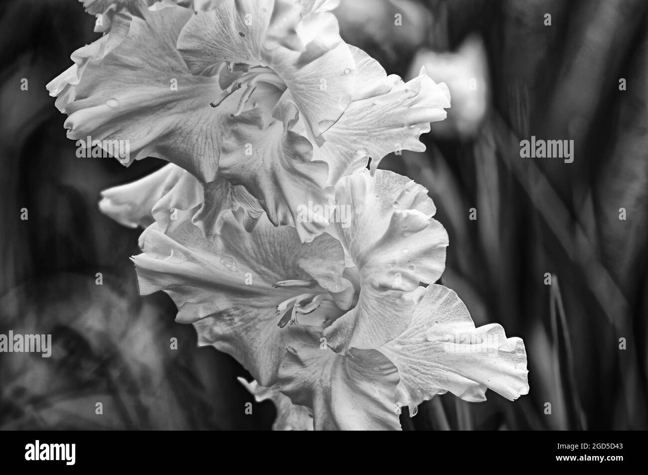 Photo Gladioli, flowers, bouquet,gladioli, gladioli, white gladioli ...