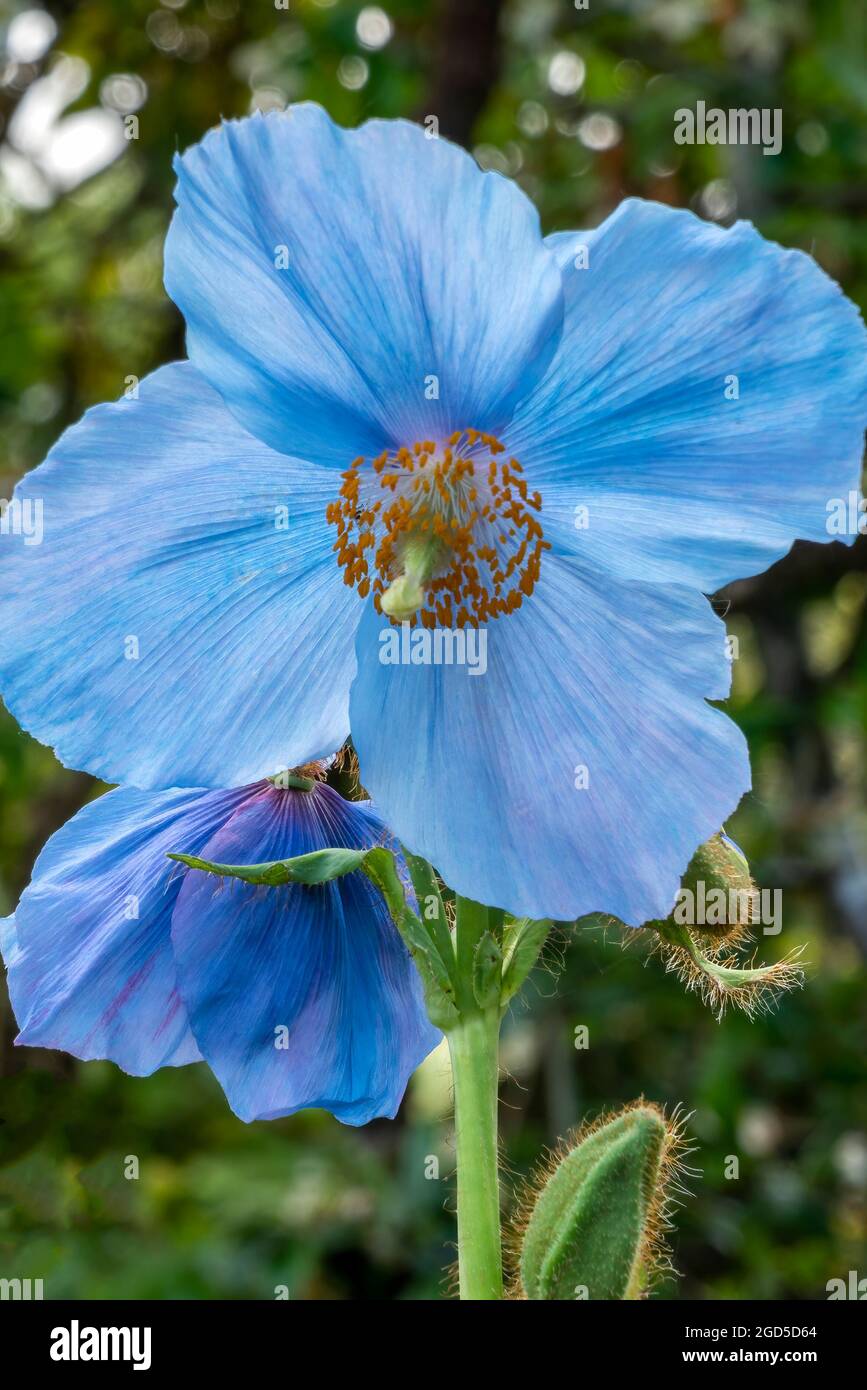 Meconopsis 'Lingholm' (Fertile Blue Group) a spring summer flowering plant with a blue summertime flower commonly known as Himalayan blue poppy, stock Stock Photo