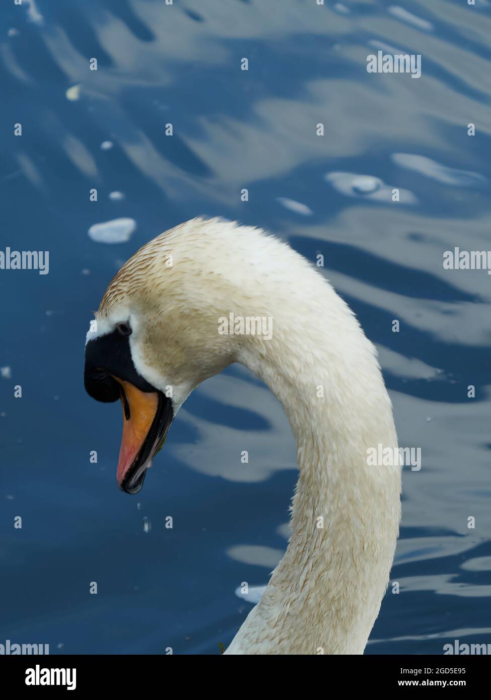 A portrait of the head and elegant, curving neck of a Mute Swan, with shimmering, blue, glassy waters as background. Stock Photo