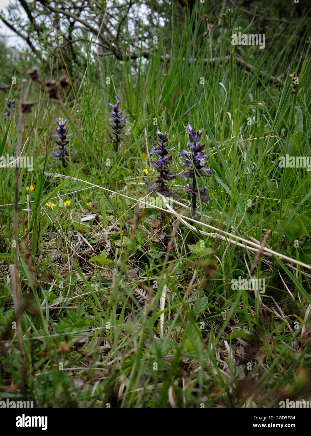 Prunella vulgaris flowering by the B8024 road to St Columba's Cave Stock Photo