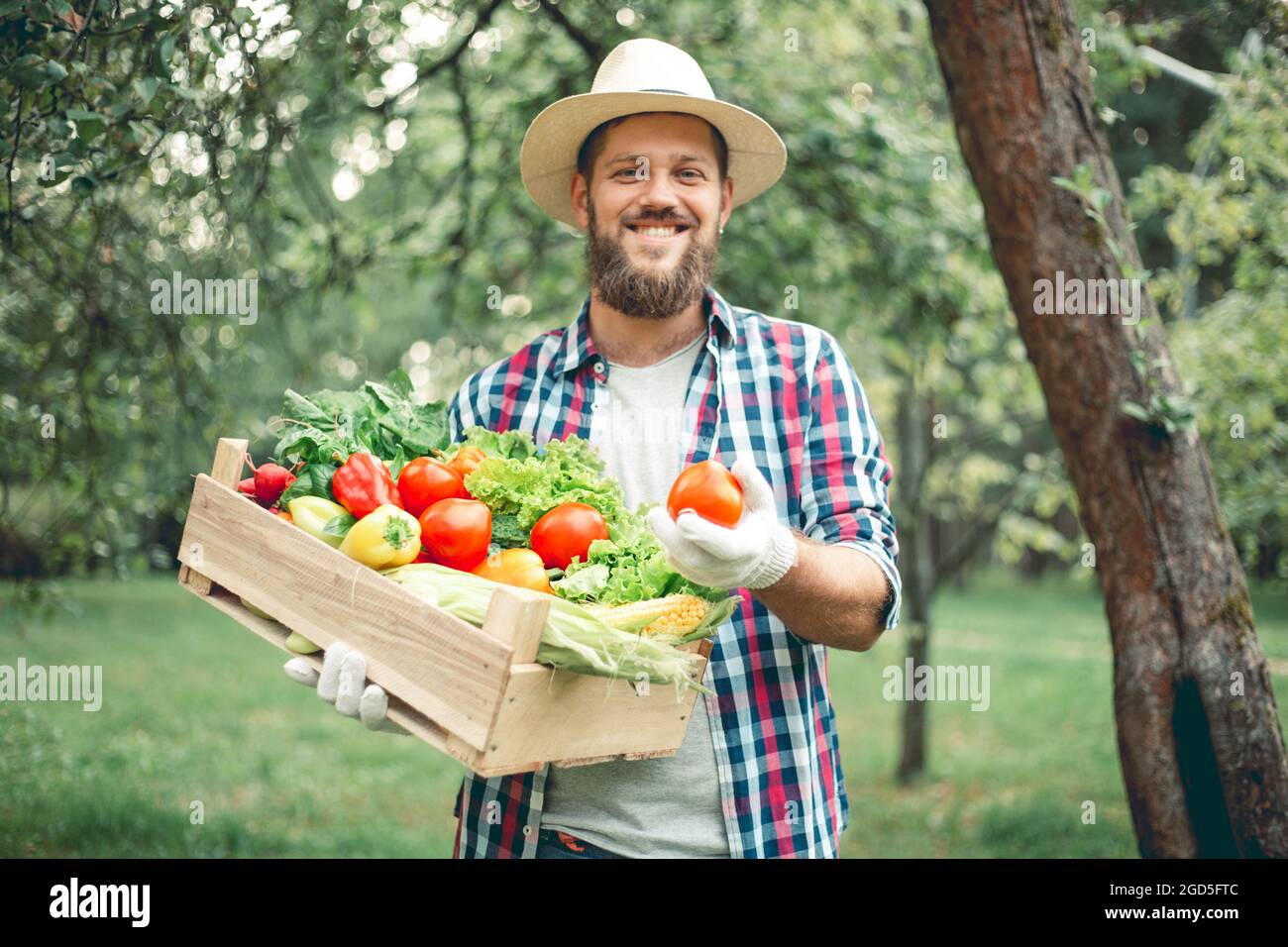Happy smiling male farmer in hat holding box of harvest vegetable ...